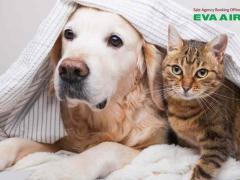 Mẹo giảm stress cho thú cưng đi máy bay EVA Air hiệu quả